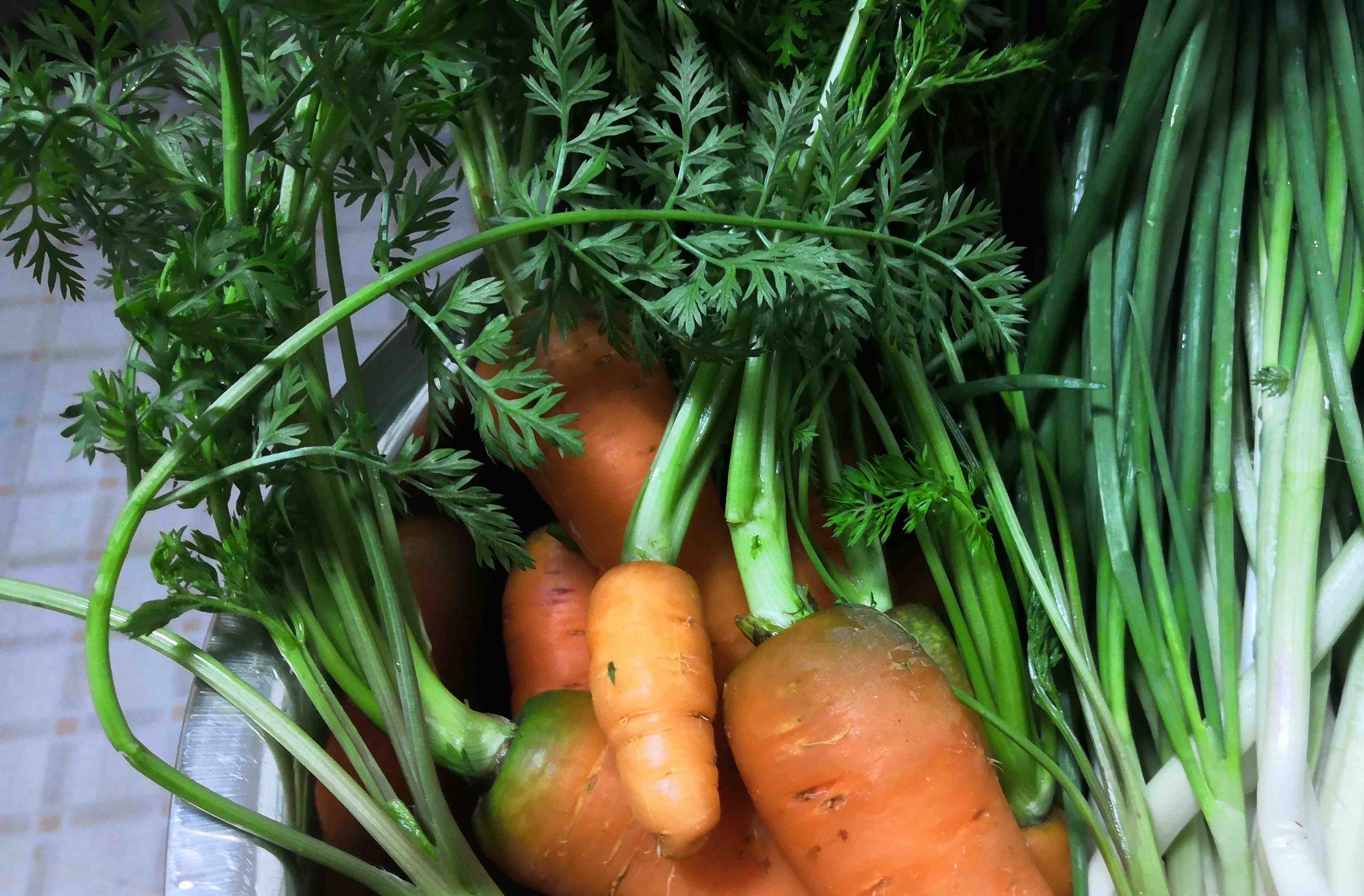 Pile of Carrots Free Stock Photo | picjumbo
